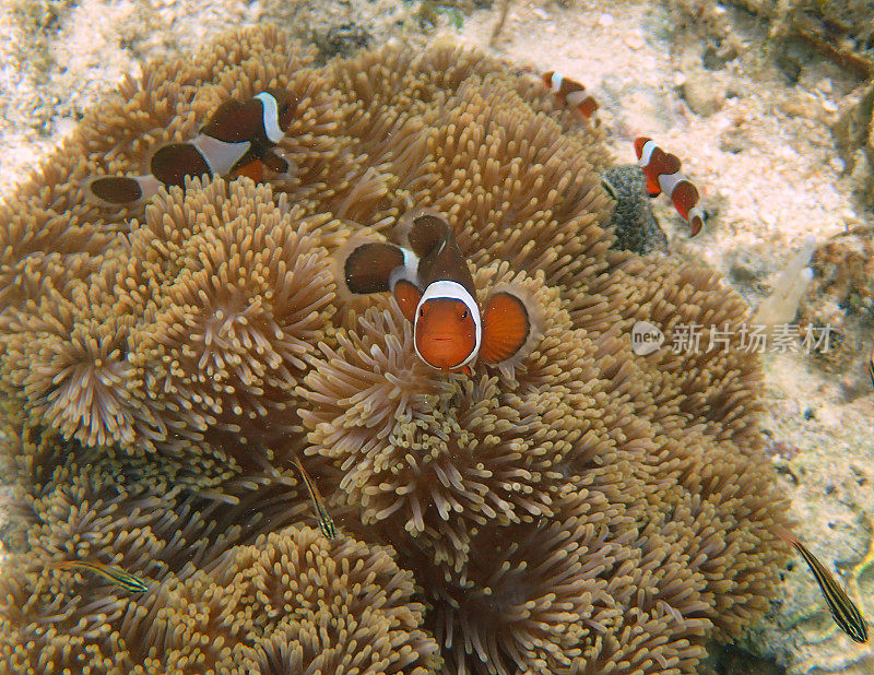 海葵中的橙色小丑鱼(Amphiprion percula)